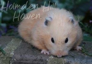 Amber- Black Eyed Cream Black Longhaired Syrian Hamster